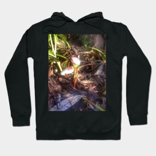 Lenten rose, buds Hoodie